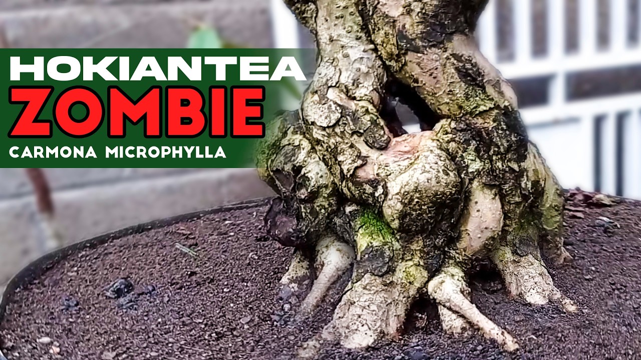 BONSAI HOKIANTEA MICRO (Carmona Microphylla) BONSAI ZOMBIE - YouTube