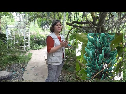 Video Vẻ đẹp ấn tượng của hoa móng cọp xanh (Strongylodon... - youtube