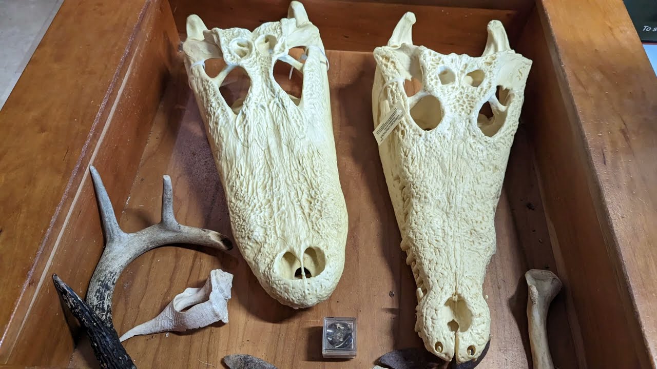 Everglades / Flamingo, plus Florida Keys trip, March 2023 (croc encounter)