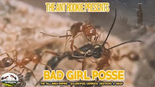 BAD GIRL POSSE - THE TALLAWAH EMPIRE(SOLENOPSIS GEMINATA) HUNT DOWN AND AGGRESSIVELY KILL WASP