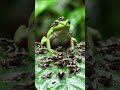 frog