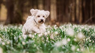 Havanese Health: Managing Weight and Nutrition for a Happy Dog