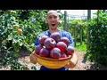 How to Easily Grow Apples, Complete Growing Guide