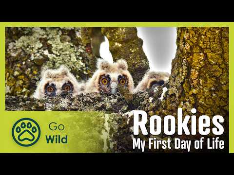 Rookies: My First Day of Life | Go Wild