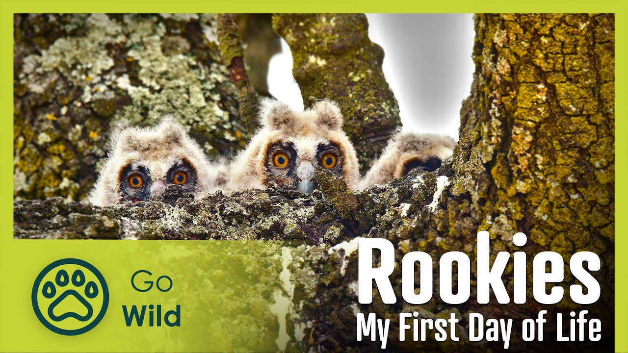 Rookies: My First Day of Life