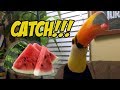 Toucan Plays Watermelon Catch!! (Toucan Discovers a Watermelon part 2)