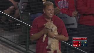 Aksi Kucing Lucu Masuk Lapangan Sepak Bola dan Baseball