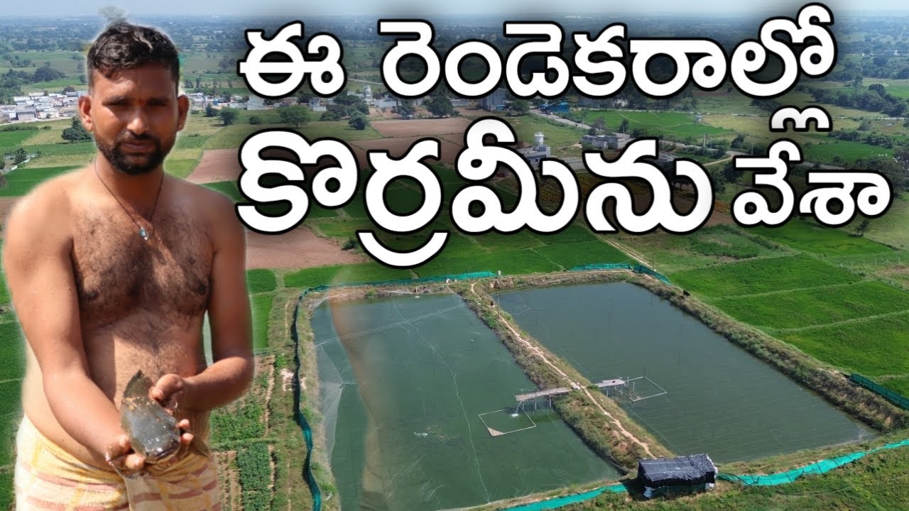 2 ఎకరాల్లో 2 ఏండ్లుగా కొర్రమీను పెంచుతున్న | రైతు బడి