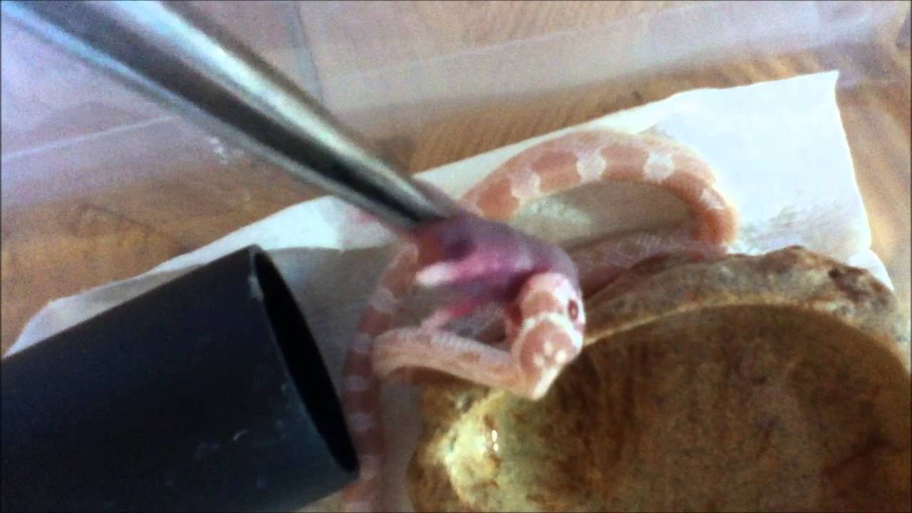 corn snake morphs My Hognoses and Corns Having Some Nums