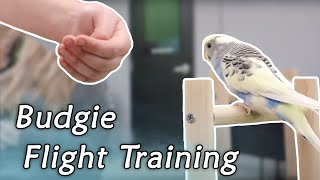 Training Your Parakeet To Fly To You (Tutorial!)