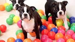 Boston Terrier Puppies In Ball Pit! by BrownstoneBostonTerriers 23,465 views 6 years ago 1 minute, 24 seconds