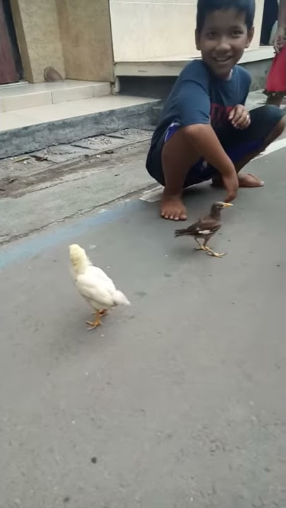 Jalak nias vs ayam warna