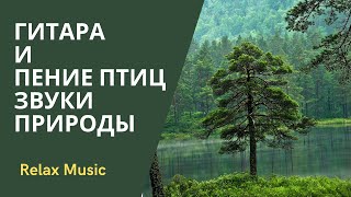 Звуки Леса под гитару. Пение птиц. Звуки природы.  Для релаксации.  Для медитации. Для сна.