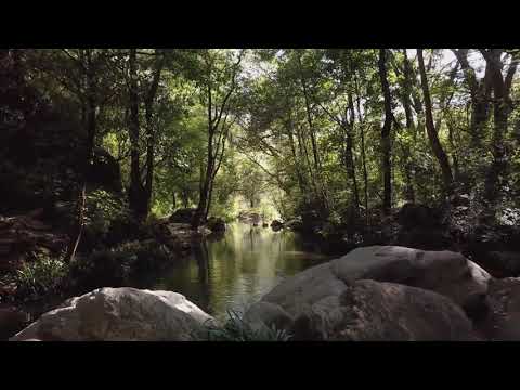 Music of Floating over A Crystal Stream; Impossibly Green Forest