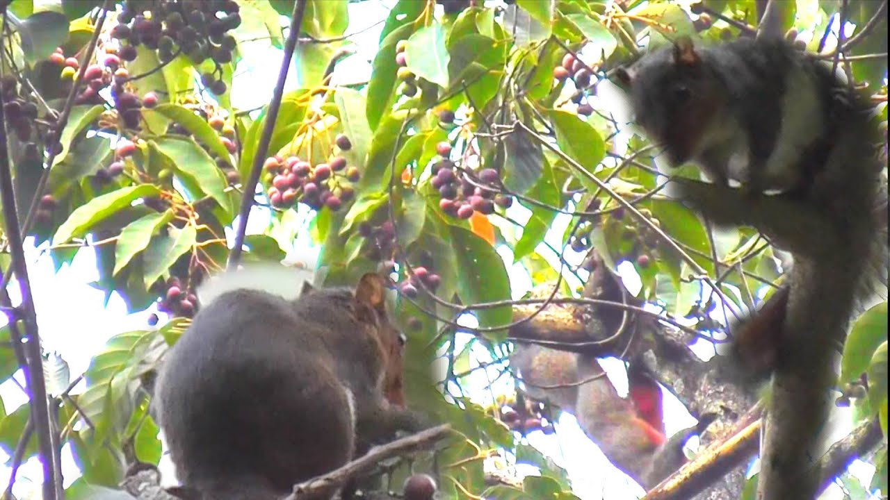 Yos hav zoov tua nas noj txiv quav twm 27/7/2020