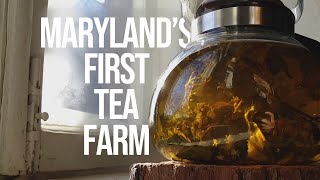 Growing Tea with Maryland's First Tea Farm | Maryland Farm & Harvest