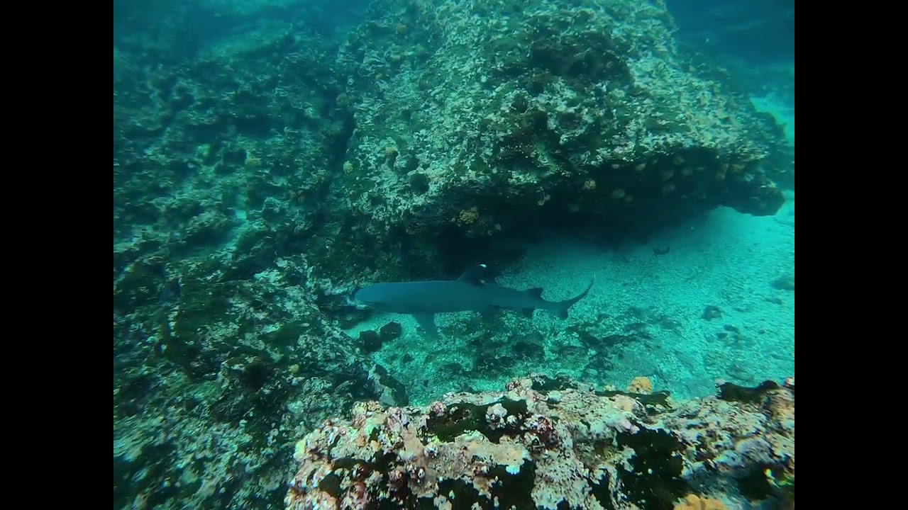 Duikreis Galapagos. 14 nov 24. Roca Blanca. Mobula Ray & Giant Manta in de verte. Dives 19-20.