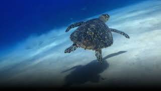 The most incredible animal migrations by sea