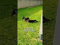 dei uma lição no meu irmão #shelby #pets #dogs