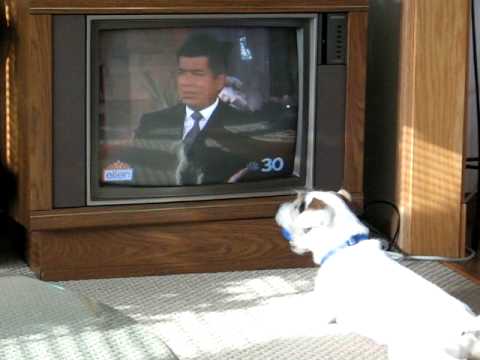 Jeter the Jack Russell watching Ellen