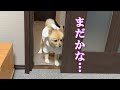 【お留守番】息子の帰りを待っている姿を見たら、胸が締め付けられました…