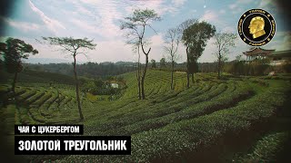 Чай с Цукербергом &quot;Золотой Треугольник&quot;