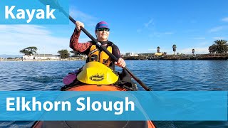 Kayaking Elkhorn Slough, CA: exploring channels with seals, sea otters, jellyfish, and birds