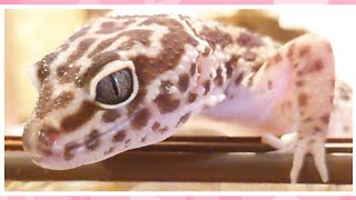 【480】 A day in Leopard Gecko.【Angel's growth record】レオパのいちにち。【エンジェルの成長記録】