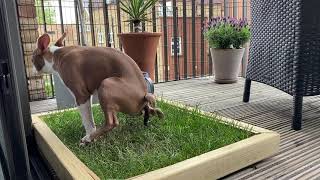 Dog takes a poop on their soilfree, fresh grass Piddle Patch toilet