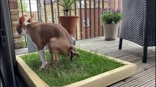 Dog takes a poop on their soil-free, fresh grass Piddle Patch toilet