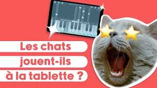 Les chats jouent-ils à la tablette ?