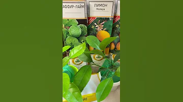 Цитрусовые на подоконнике — Каффир Лайм #shorts