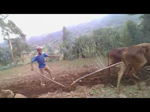 ገበሬ የሀገር ዋና መሰረት ነዉ Ethiopian Farmer The Base Of አርሶ አደር ማሩ ባላገሩ እርሻ ሲያርስ