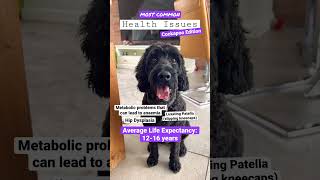 HEALTH PROBLEMS in Cockapoo *Important*#dogshorts #doghealth #dog #dogbreed #cockapoo #dogfacts