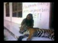 mula jameela[harimau]