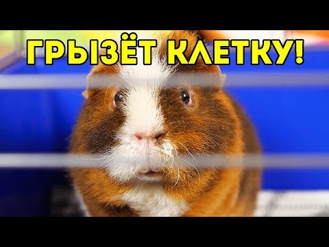 КАК ОТУЧИТЬ МОРСКУЮ СВИНКУ ГРЫЗТЬ КЛЕТКУ / SvinkiShow