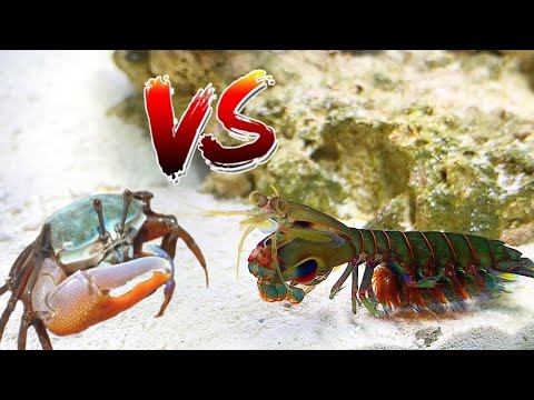 GIANT PET MANTIS SHRIMP VS CRAB! *EPIC Battle ROYALE* - YouTube