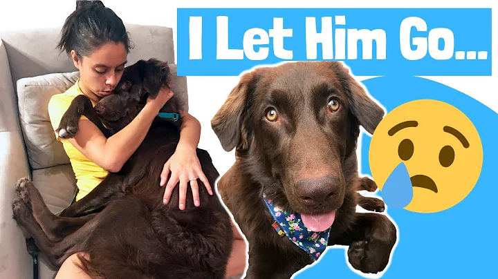 Saying Goodbye to Theodore // Labrador Foster Dog ...