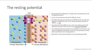The Resting Potential | MSK | Step 1 Simplified