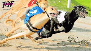 Greyhound racing  Greyhounds a dogs born to run