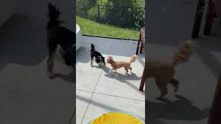 Puppies love bubbles 😅🥰❤️ by Loki and Luna 81 views 3 weeks ago 1 minute, 57 seconds