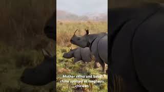 Mother & Baby Rhino Spotted At Meghauli