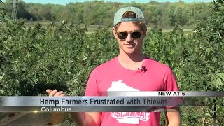 Hemp Farmers Frustrated with Thieves