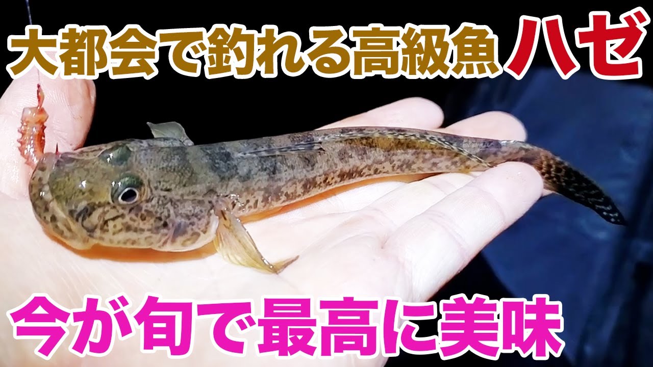 大都会で釣れる高級魚！”落ちハゼ”は今が旬で美味