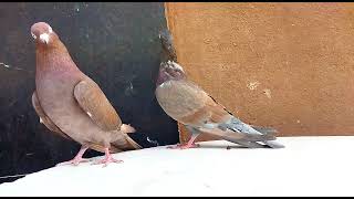 Tumblr birds