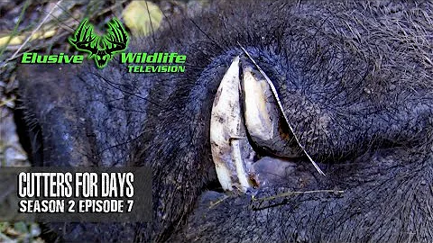 Elusive Wildlife S2:E7: Cutters for days | Night Hog Bowhunting Kill Lights | 2 HOGS DOWN