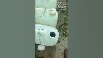 Cá lóc đầu nhím giống #cagiong 0909770509 #caloc #calocgiong