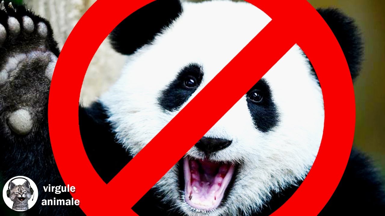 LE PANDA NE MÉRITE PAS VOTRE AMOUR