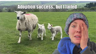 WINS AND LOSSES - LAMBING TIME