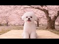 ASMR Dog Mukbang 🌸 Cherry Blossom Picnic! お花見モッパン